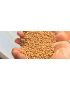 Pulitore Calibratore Cereali Sementi Legumi 7 Separazioni Calibrature